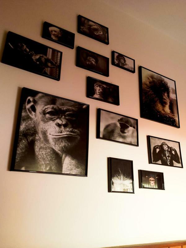The Mellow Monkey
